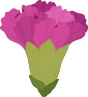 ilustración de dibujado a mano de flor de clavel púrpura. png