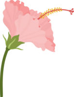 Pink Hibiscus flower hand drawn illustration. png