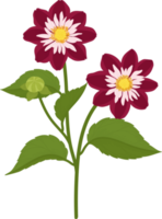 illustrazione disegnata a mano del fiore della dalia rosa scuro. png