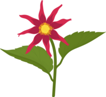 rode dahlia bloem hand getekende illustratie. png