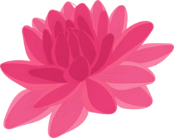 rosa dahlia blomma handritad illustration. png