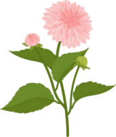 ilustração desenhada de mão rosa dália flor. png