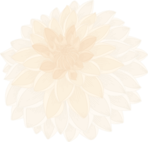 ilustração desenhada de mão flor dália branca. png