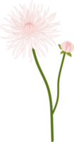 White dahlia flower hand drawn illustration. png