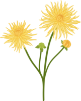 illustration dessinée à la main de fleur de dahlia jaune. png
