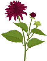 donker roze dahlia bloem hand getekende illustratie. png