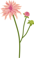 ilustración de dibujado a mano de flor de dalia rosa. png