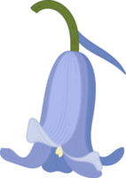 Bluebell flower hand drawn illustration. png