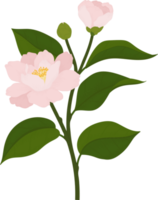 Pink camellia flower hand drawn illustration. png