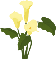 Yellow calla lily flower hand drawn illustration. png