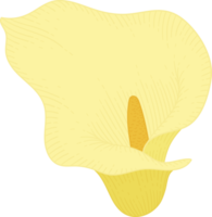 ilustración dibujada a mano de flor de lirio de cala amarilla. png
