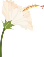 White Hibiscus flower hand drawn illustration. png