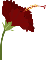fleur d'hibiscus rouge illustration dessinée à la main. png
