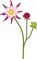 ilustração desenhada de mão rosa dália flor. png