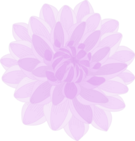 ilustración de dibujado a mano de flor de dalia púrpura. png