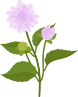 Purple dahlia flower hand drawn illustration. png