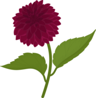 ilustración dibujada a mano de flor de dalia rosa oscuro. png