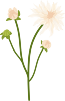 ilustración de dibujado a mano de flor de dalia blanca. png