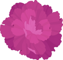 paarse anjer bloem hand getekende illustratie. png