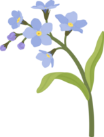 Blue forget me not flower hand drawn illustration. png