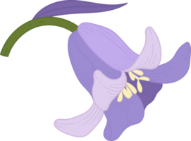 Bluebell flower hand drawn illustration. png