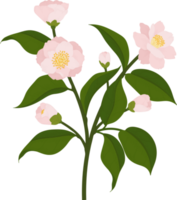 rosa camellia blomma handritad illustration. png