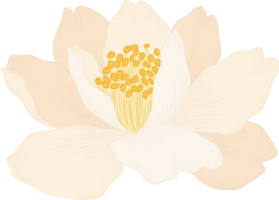 White camellia flower hand drawn illustration. png