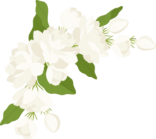 Bouquet of jasmine flower illustration. png