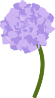 ilustração de flor de hortênsia roxa. png