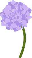 Purple hydrangea flower illustration. png