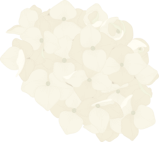 illustration de fleur d'hortensia blanc. png
