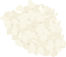 vit hortensia blomma illustration. png