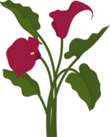 ilustración de dibujado a mano de flor de lirio de cala roja. png