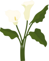 vit calla lilja blomma handritad illustration. png