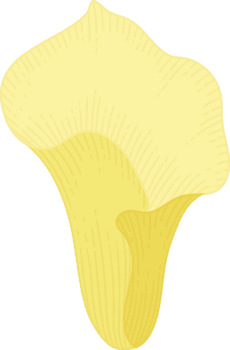 gul calla lilja blomma handritad illustration. png