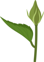 illustrazione disegnata a mano del fiore di ibisco. png
