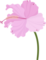 ilustración de dibujado a mano de flor de hibisco rosa. png