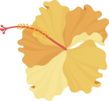 ilustración de dibujado a mano de flor de hibisco naranja. png