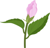 Pink Hibiscus flower hand drawn illustration. png