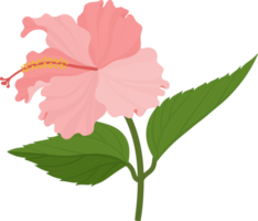 ilustração desenhada de mão de flor de hibisco rosa. png