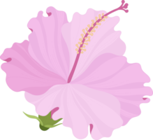 ilustración de dibujado a mano de flor de hibisco rosa. png