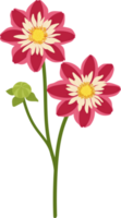 illustration dessinée à la main de fleur de dahlia rouge. png