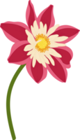 Red dahlia flower hand drawn illustration. png