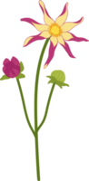 ilustración de dibujado a mano de flor de dalia rosa. png