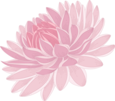 ilustração desenhada de mão rosa dália flor. png