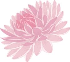 Pink dahlia flower hand drawn illustration. png