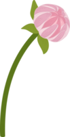 ilustración de dibujado a mano de flor de dalia rosa. png