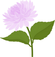 paarse dahlia bloem hand getekende illustratie. png