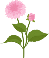 illustration dessinée à la main de fleur de dahlia rose. png