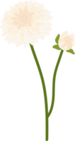 White dahlia flower hand drawn illustration. png